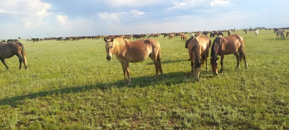 Биелер сатылады