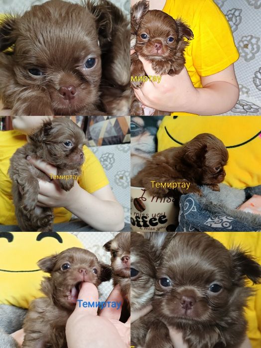 Шикарный малыш чихуахуа