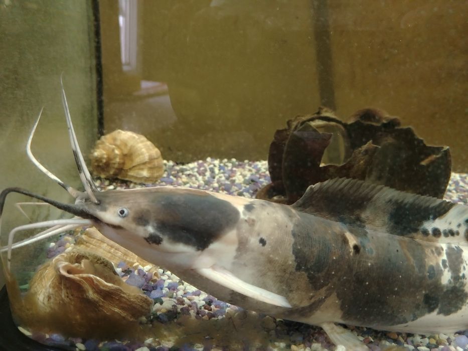 Рыба аквариумная тигровый сом