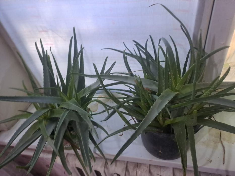 Алоэ Вера много летния