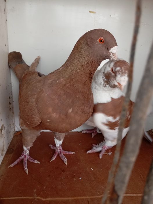 Porumbei americani de vânzare