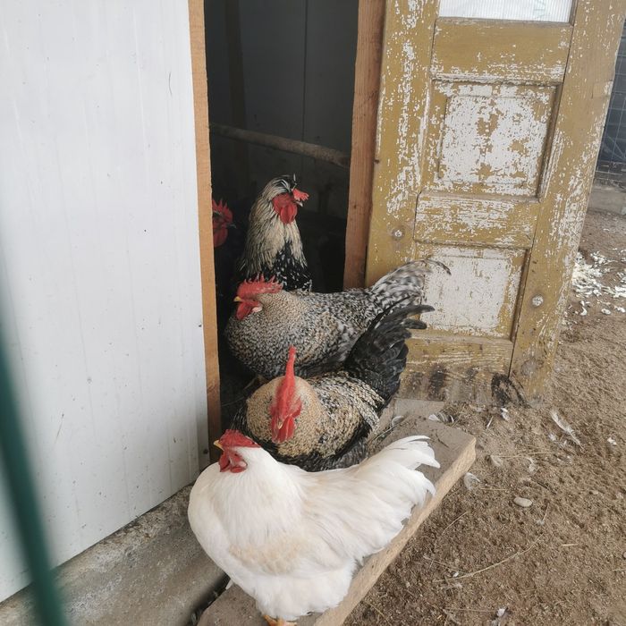 12 cocosei de 10 luni cauta gainuse