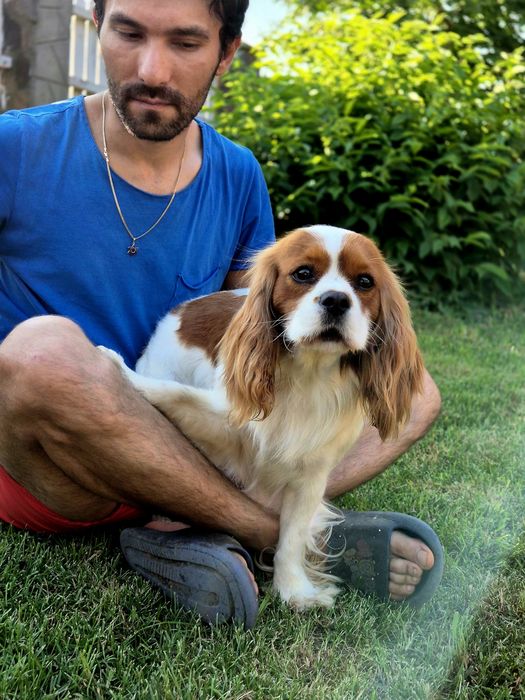 Cavalier king charles spaniel