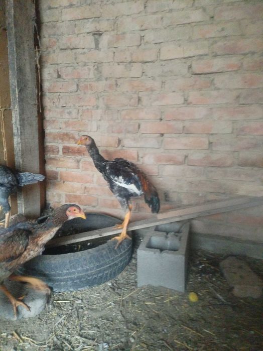 Продам шамо цыплят