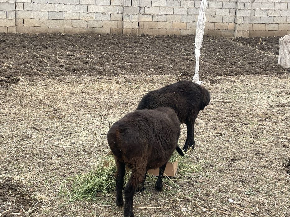 2 саулык 160 калада тур