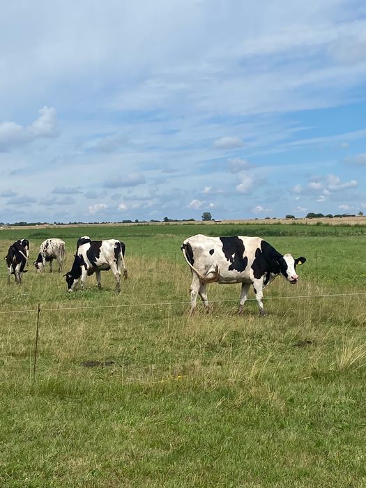 Vaci și junici Holstein