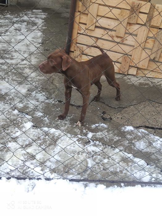 Пит- бультерьер Девочка