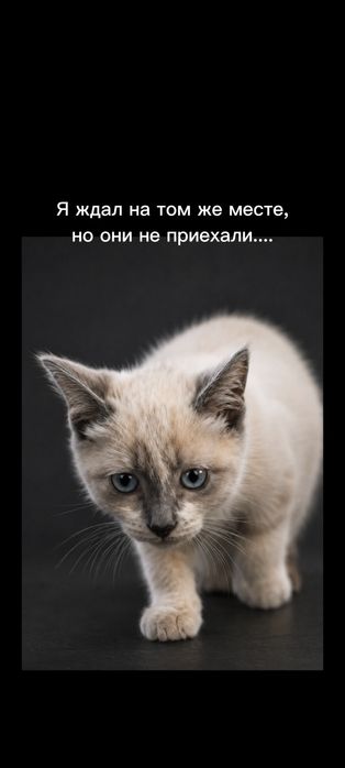 Отдам в хорошие руки