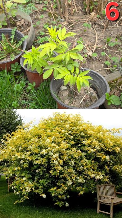 Растения для улицы