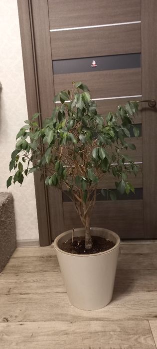 Продам красивый фикус. 90 см