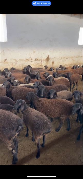 Қўй қўзилар сотилади