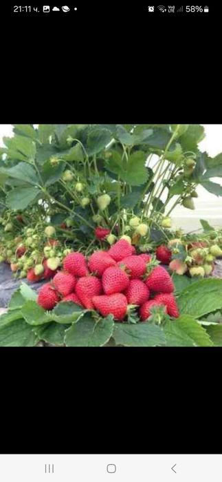 Продавам Разсад ягоди и малини