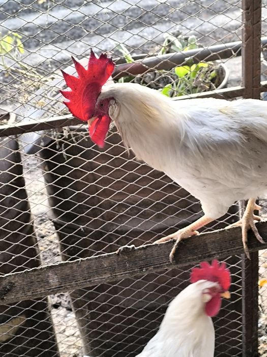 Продам инкубационное яйцо