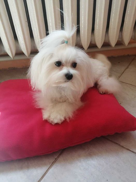 Малтийска болонка