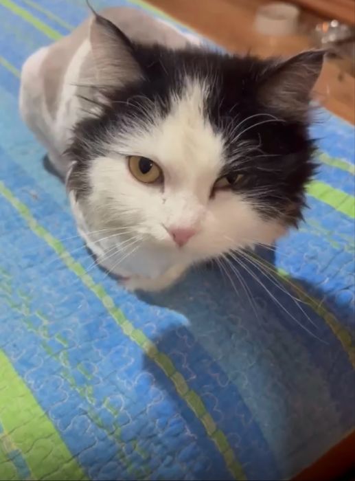 Шейх молодой кот