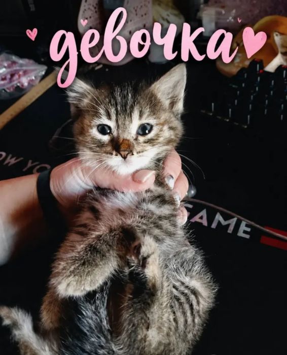 Отдаю котят в хорошие руки
