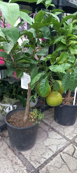 Дърво червен грейпфрут