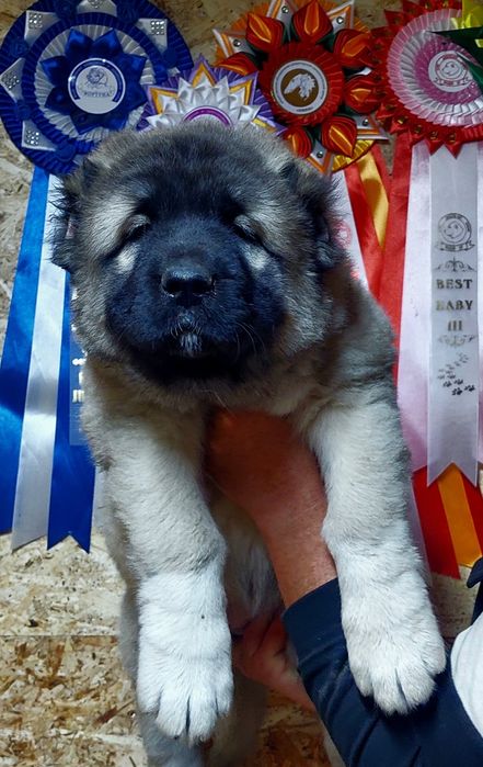 Кавказская овчарка