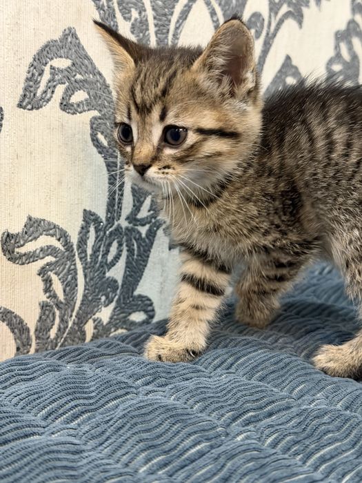 Котята британцы
