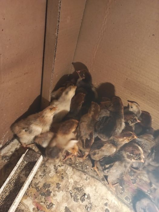 Балапан сатылады