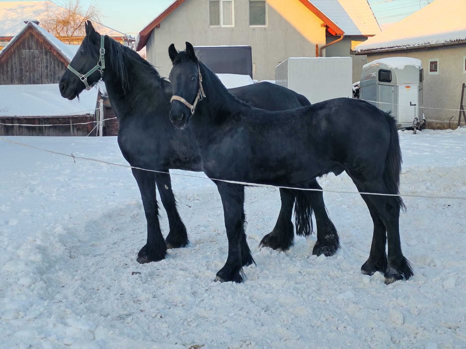 Manz Friesian Frizian Friz 12 luni