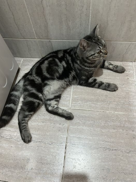 Отдам кота в добрые руки