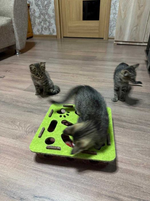 Отдам котят в добрые руки.