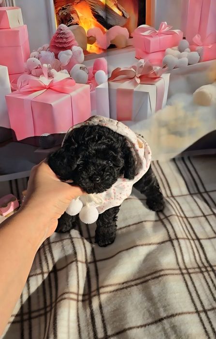 !РЕЗЕРВИРАНО!Мини пудел с родословие- 5 поколения назад