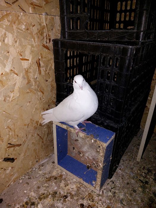 Кептер Құс Голуби