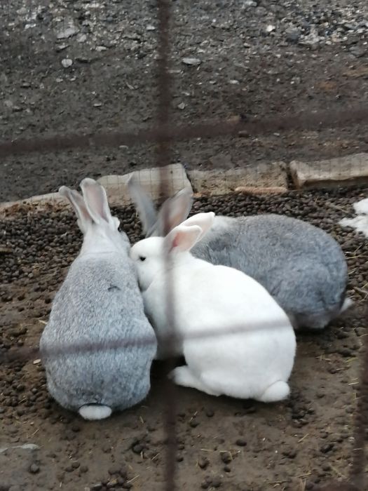 Продам! Кроликов