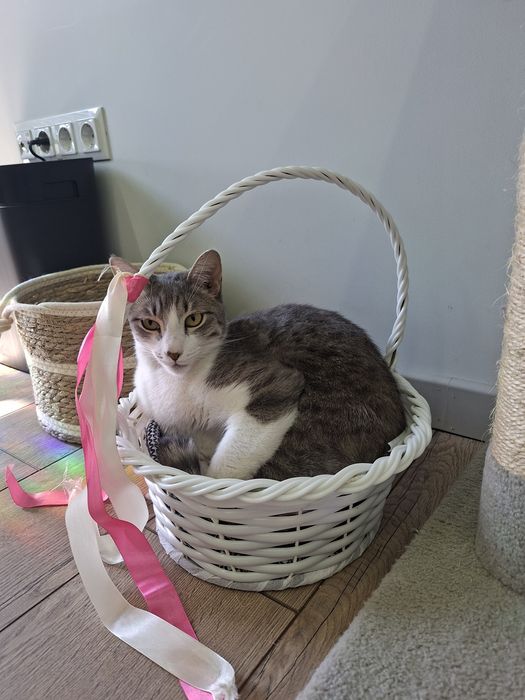 Котик мальчик кастрированный