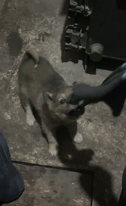 Продам щенок лайка