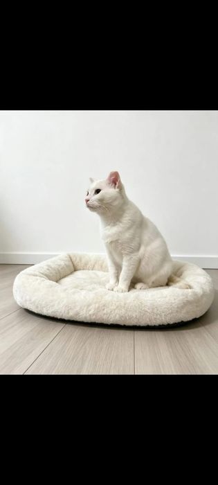 Добрая и красивая кошечка