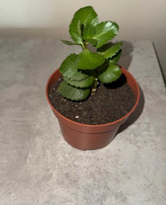 Каланхоэ красное