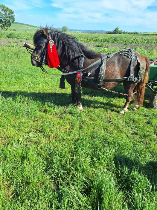 Poneita talie mica  5 ani