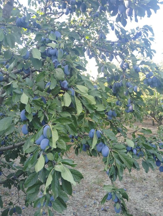 Vând livada de pruni