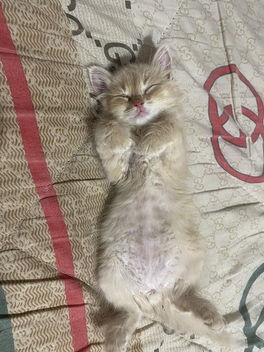 Котята шиншилы 2 шт серый и рыжий и черный катенок маякуна