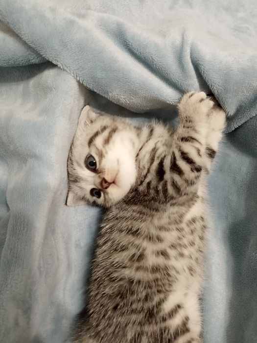 Продаются котята Scottish straight