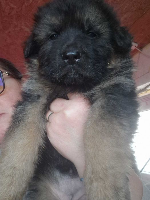 Ciobanesc german cu par lung