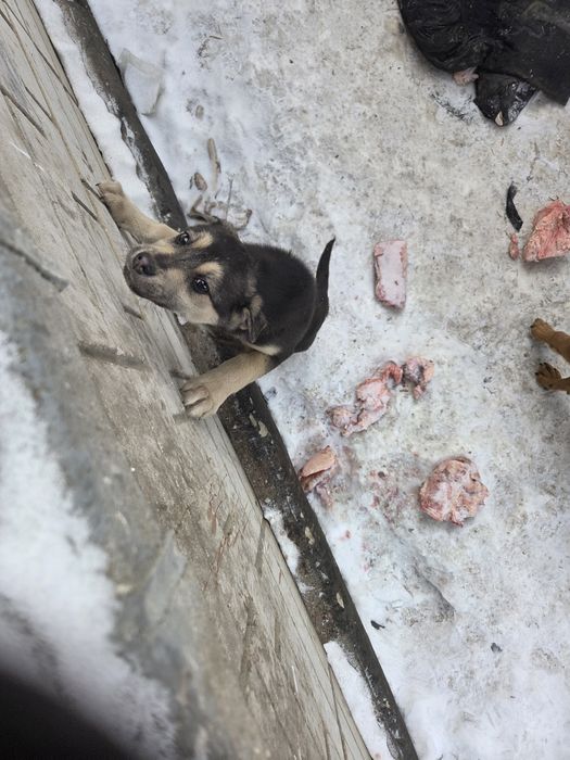 Отдам щенка в добрые руки