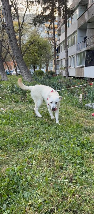 Търси дом! Здравейте, това е Айра