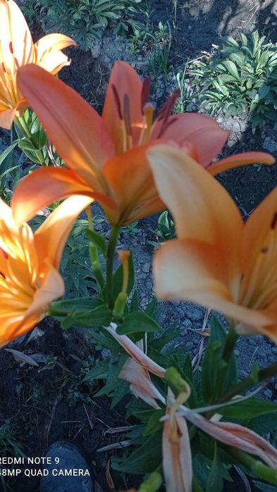 Atir Gul Kuchatlari Sotiladi