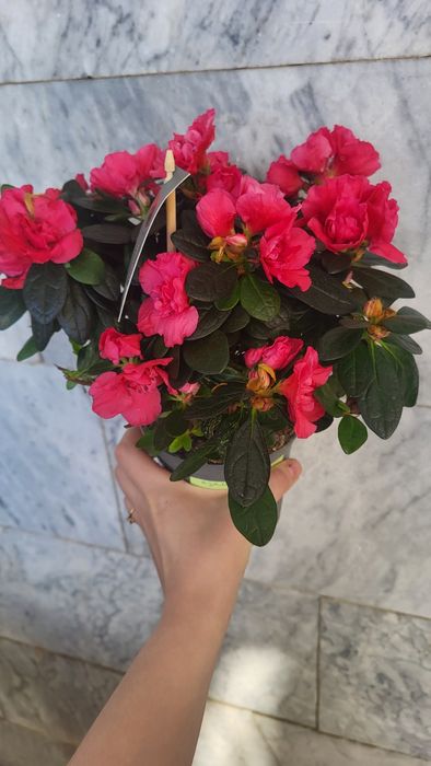 Продам цветок азалии