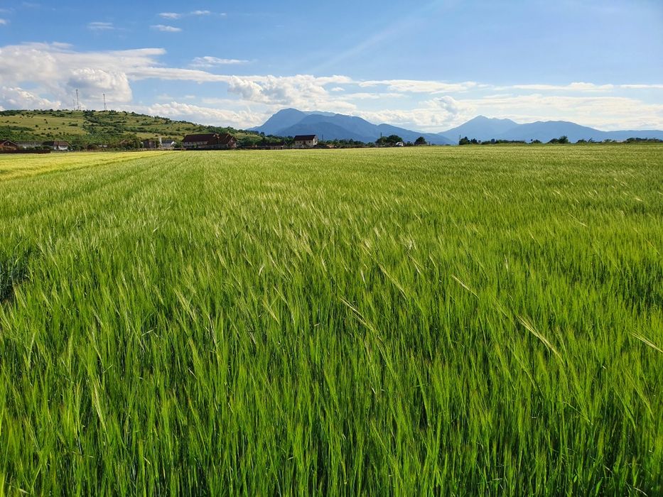 Orzoaica de primavara 1,6 lei