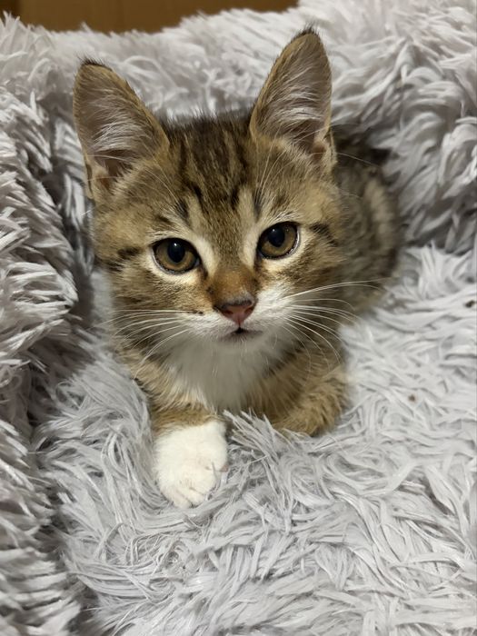 Котята в добрые руки мальчики