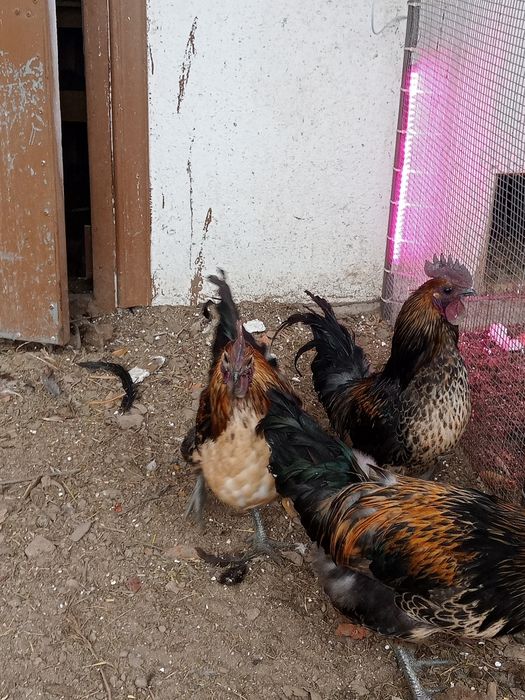 Продаю петушков породистых.