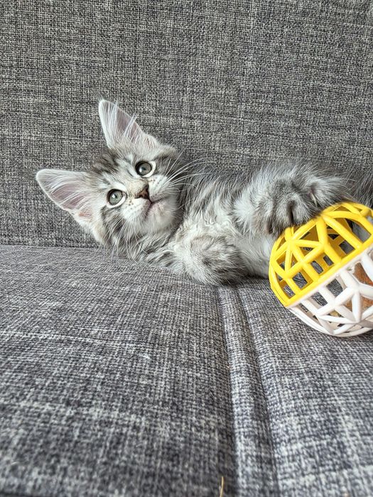 Котята. Мейн кун. Крупные