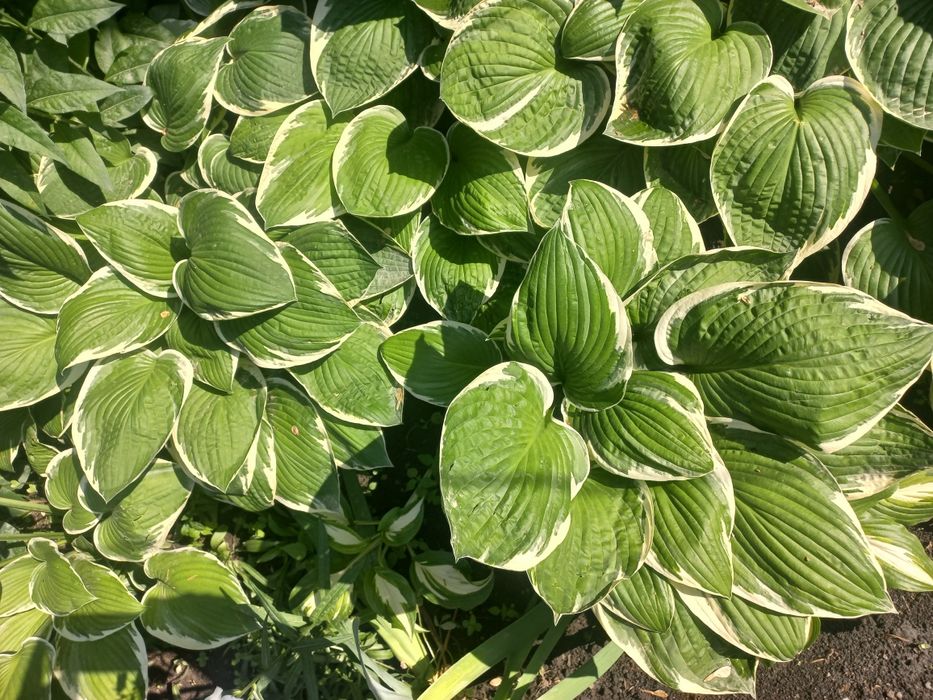 Хоста  взрослая взрослый куст