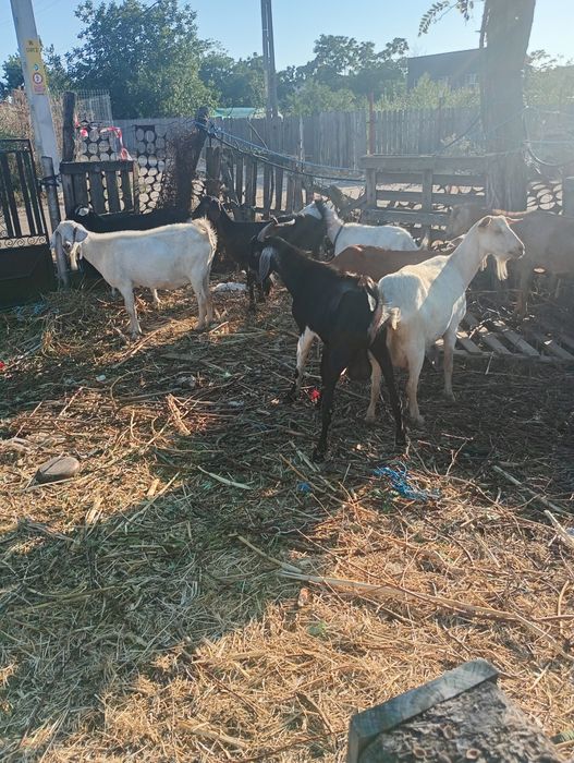 8 Capre și un țap de vânzare