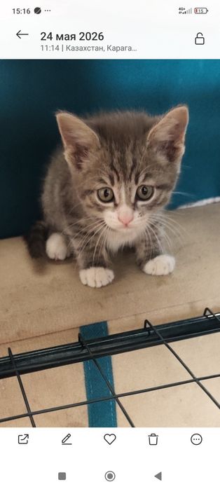 Дарю котят мальчик и девочка